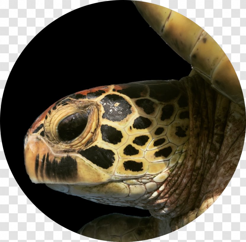Box Turtles Hawksbill Sea Turtle Tortoise - Scroll Transparent PNG
