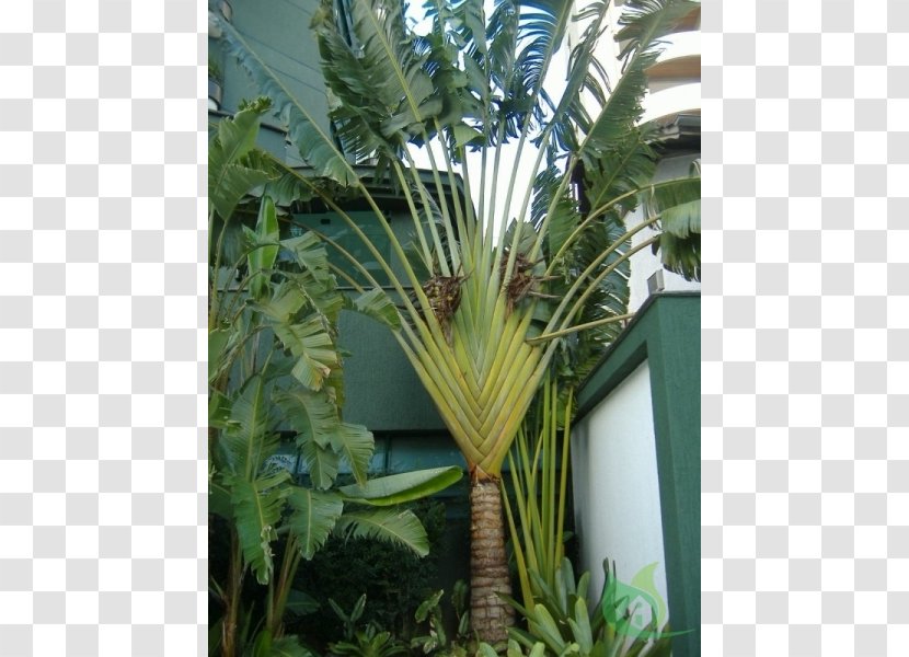 Asian Palmyra Palm Ravenala Madagascariensis Calabash Tree Trees Sago - Plants Transparent PNG