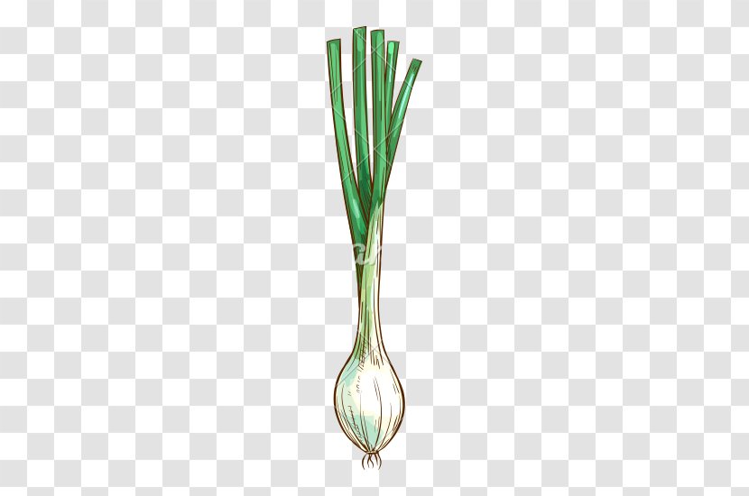 Onion Allium Fistulosum Plant Scallion Transparent PNG