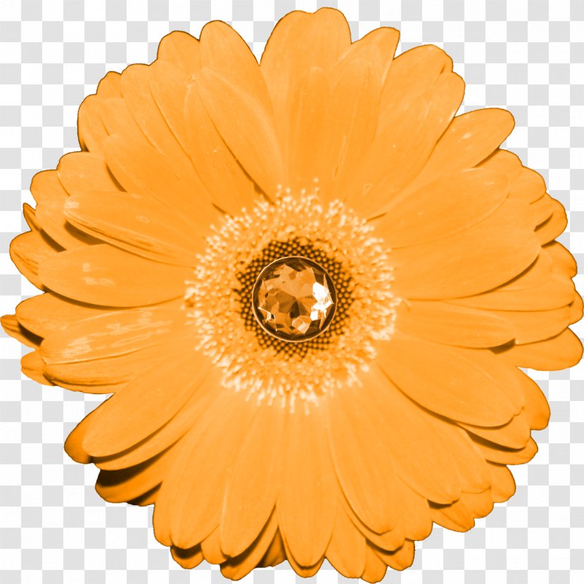 Transvaal Daisy Drawing Flower - Cut Flowers Transparent PNG