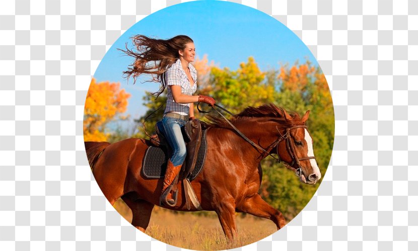 Horse Dari73.ru Equestrian Mother's Day Gift - Mustang Transparent PNG