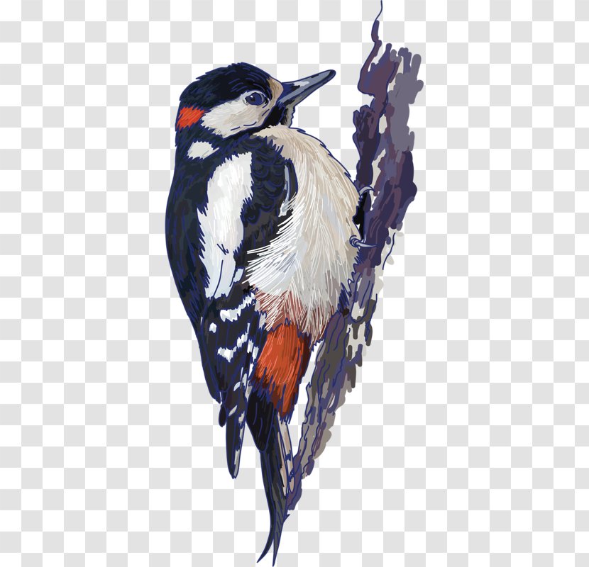Bird - Art - Woodpecker Transparent PNG