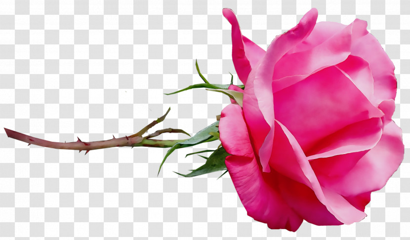 Garden Roses Transparent PNG