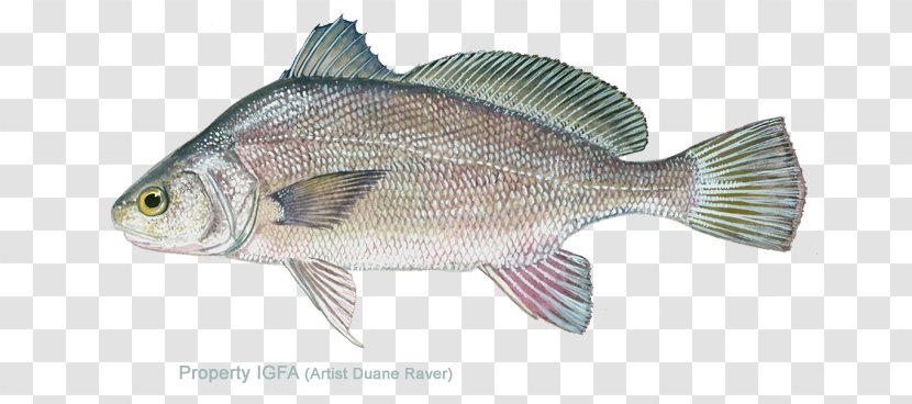 Tilapia Freshwater Drum Barramundi Fresh Water Fish - Lake - Common Carp Transparent PNG