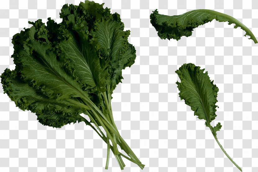 Saag Brassica Juncea Mustard Marrow-stem Kale Food - Plant - Salad Image Transparent PNG
