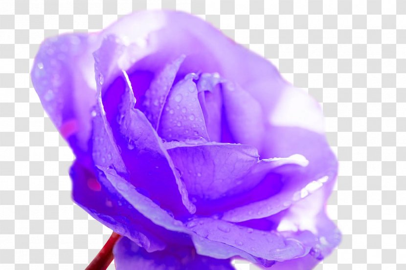 Beach Rose Garden Roses - Close Up - Purple Dream Flowers Decorative Patterns Transparent PNG