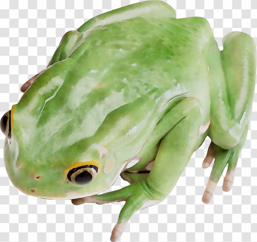 Tree Frog True Toad Transparent PNG