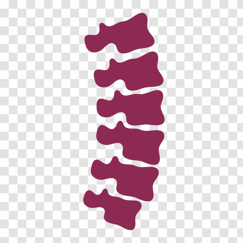 Human Vertebral Column - Spinal Disease - Magenta Transparent PNG