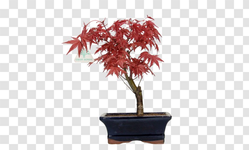 Red Maple Tree - Plant - Flowering Leaf Transparent PNG