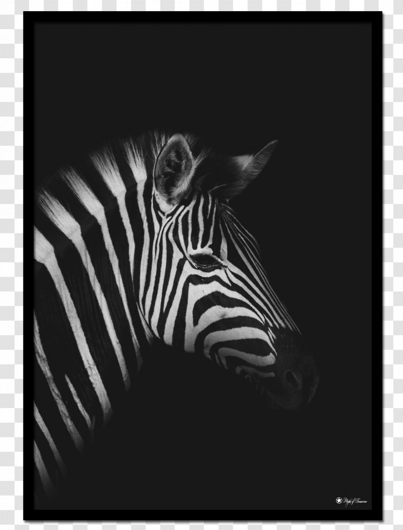 Monique Layzell Art Prints & Photo Retouching Photography Artist Portrait - Mammal - Zebra Transparent PNG