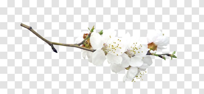 Blossom Fruit Tree Easter Transparent PNG