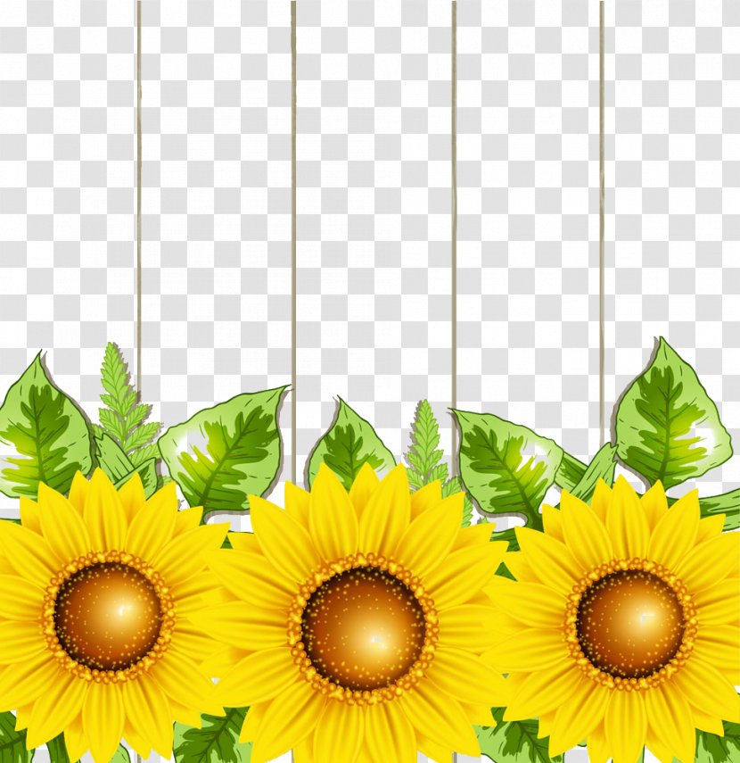 Transvaal Daisy Common Sunflower Illustration - Flowering Plant - Gerbera Flowers Transparent PNG