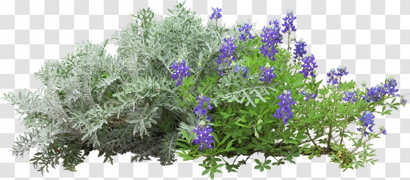 Flower - English Lavender - Shaped Garden Transparent PNG