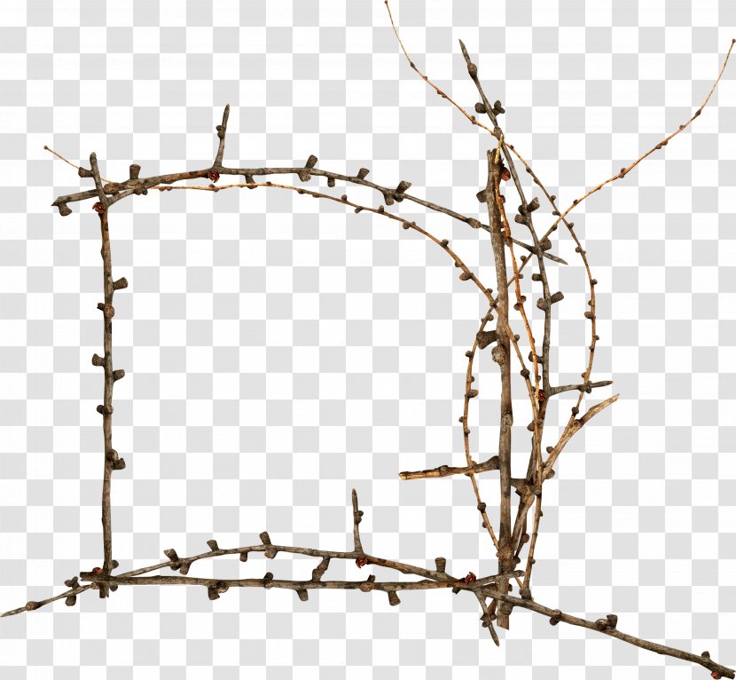 Fence Barbed Wire Twig Tree Plant Stem - Area Transparent PNG