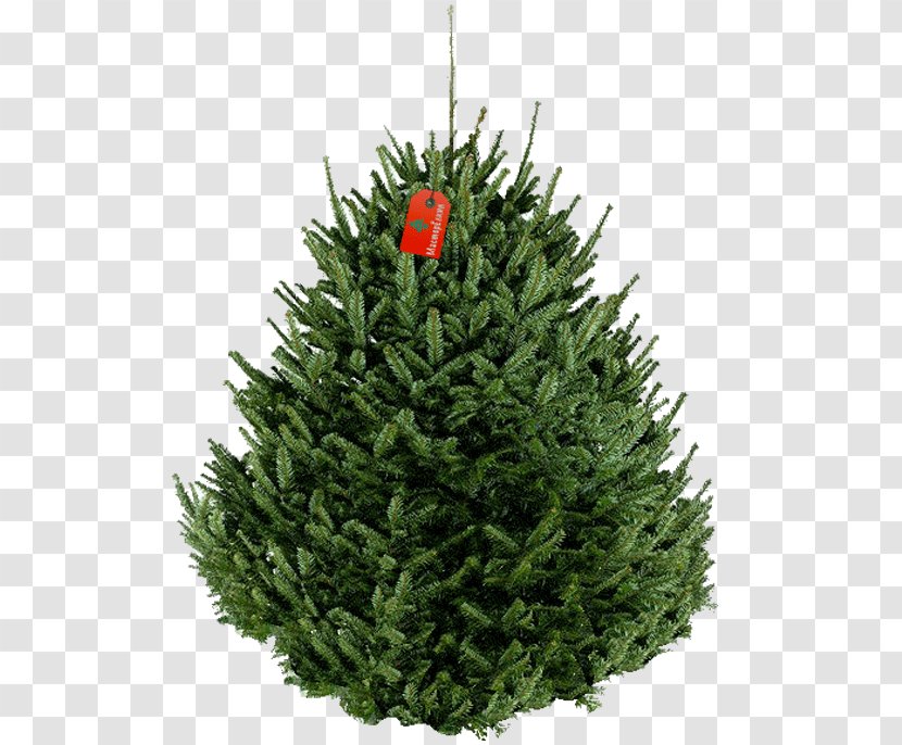 Fraser Fir Artificial Christmas Tree New Year - Decorative Trees Transparent PNG