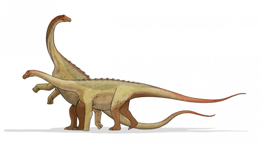 Saltasaurus Argentina Late Cretaceous Maastrichtian Sauropoda - Tail - Dinosaur Transparent PNG