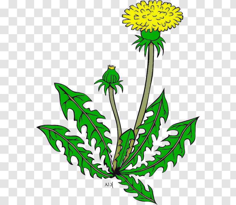 Flower Plant Leaf Herbaceous Plant Tagetes Transparent PNG