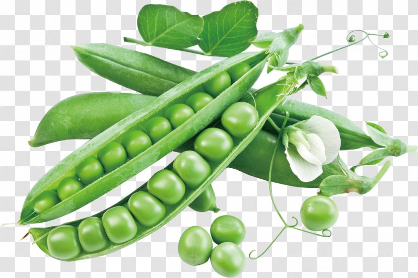 Snow Pea Vegetable Snap Sweet Food - Plant Transparent PNG