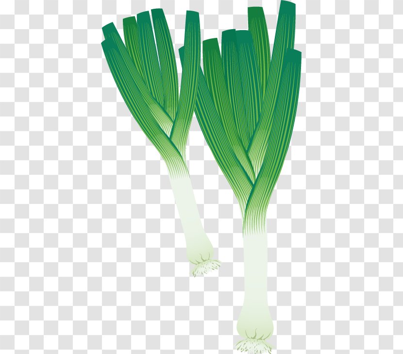 Leek Vegetable Potato Onion Clip Art - Food - Vector Material Transparent PNG