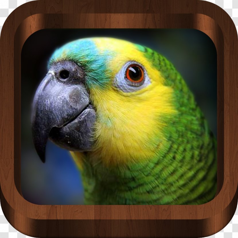 Turquoise-fronted Amazon Parrot White-fronted Yellow-naped Yellow-crowned - Macaw Transparent PNG