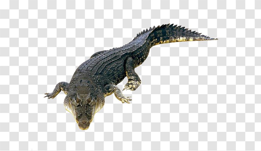 Nile Crocodile Crocodiles American Alligator Saltwater - Oil Transparent PNG