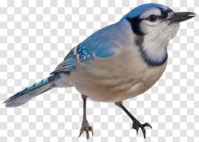 Blue Jay Finches Bird Common Chaffinch - Songbird Transparent PNG