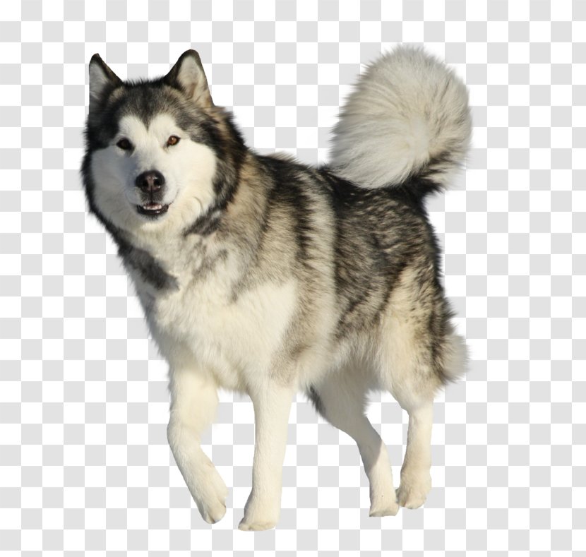 Alaskan Malamute Akita Siberian Husky Klee Kai Tornjak - Wolf Transparent PNG