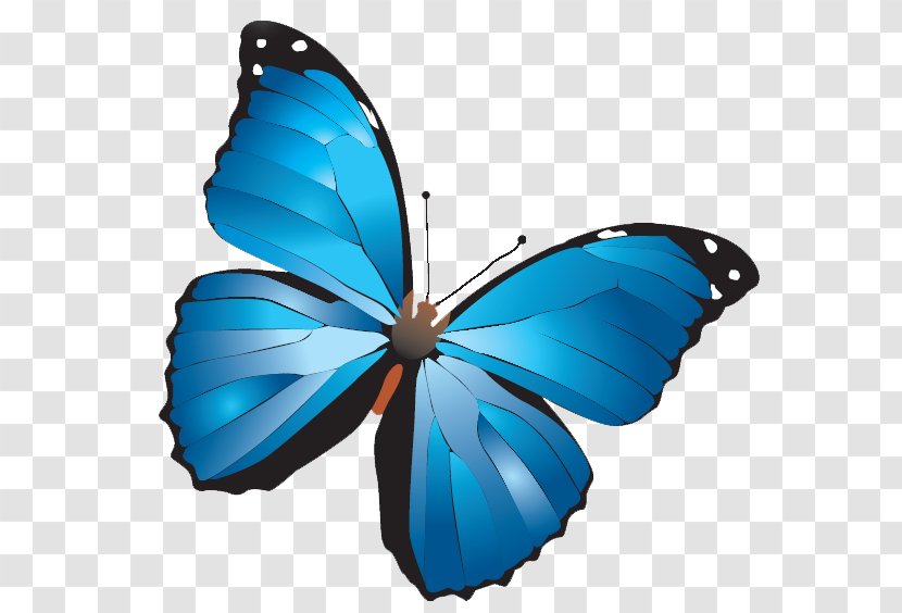 Turkey Butterfly Online Chat Kelebek Mobilya Sanayi Ve Ticaret AS Conversation - Blue Transparent PNG