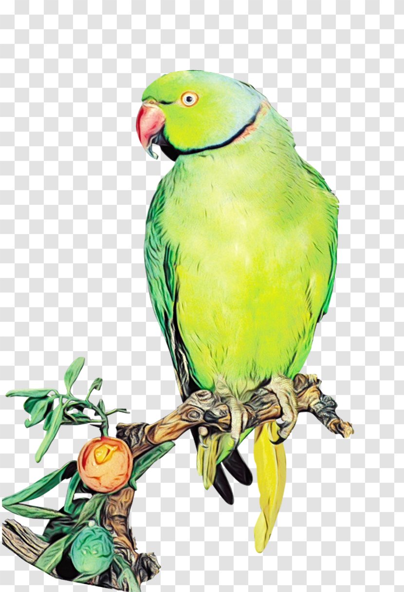 Lovebird - Wet Ink - Branch Transparent PNG