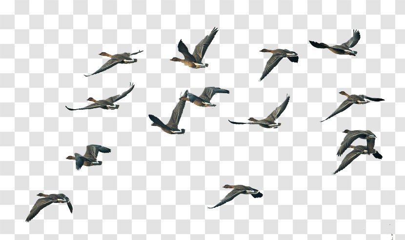 Bird Migration Swan Goose Flight - Lossless Compression - Group Of Geese Fly South Transparent PNG