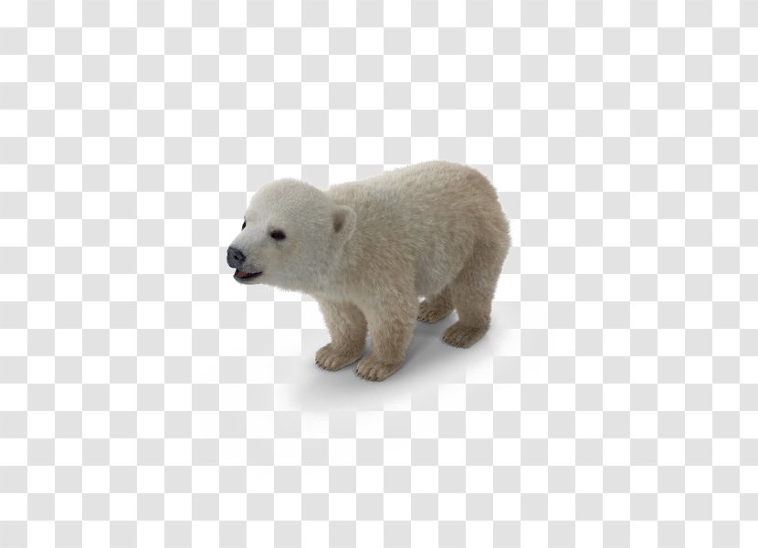Polar Bear Mammal Image - Carnivoran Transparent PNG
