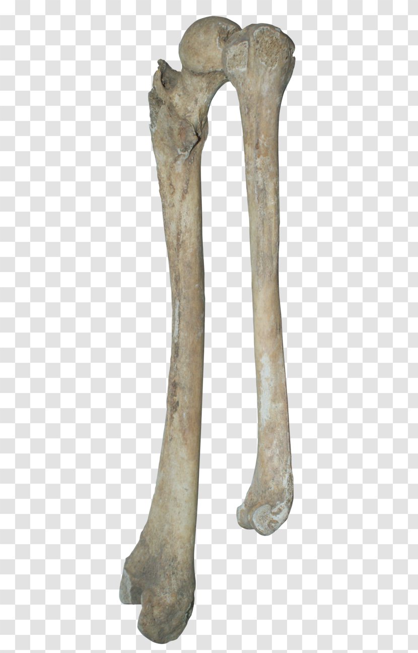 Bone Human Skeleton Clip Art - Real Bones Transparent PNG