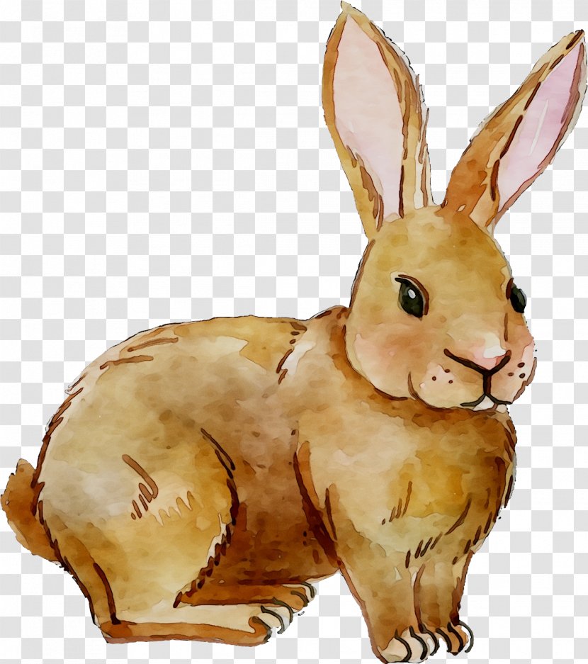 Domestic Rabbit Easter Bunny Hare Fauna - Brown Transparent PNG