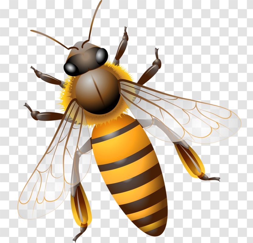Bee Computer File - Organism - Flying Transparent PNG