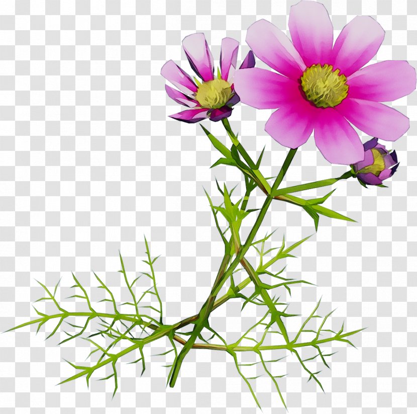 Garden Cosmos Marguerite Daisy Roman Chamomile Cut Flowers Aster - Petal - Chamomiles Transparent PNG