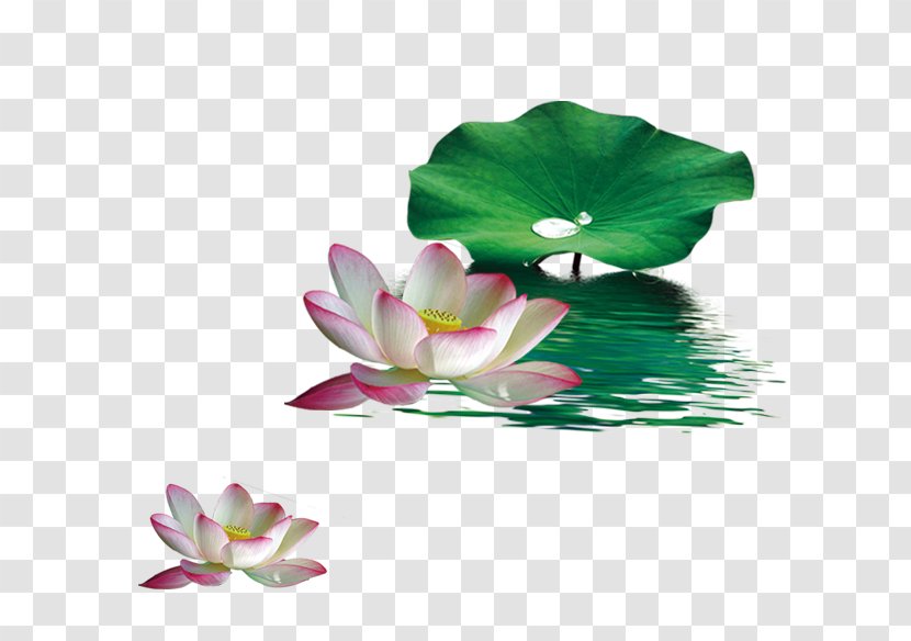 Nelumbo Nucifera Lotus Effect Leaf - Green Decorative Pattern Transparent PNG