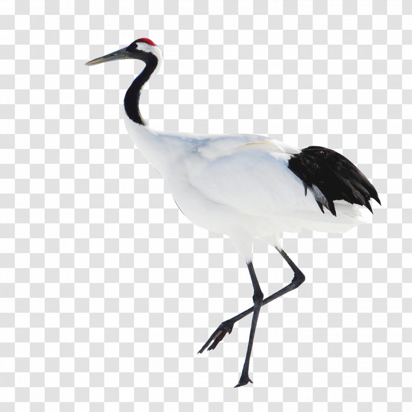 Red-crowned Crane Heshan, Guangdong Bird - Chinese Style Transparent PNG
