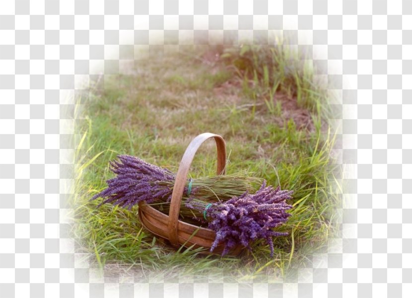 Provence English Lavender Fields Herb Mints - Flower - Lavande Transparent PNG