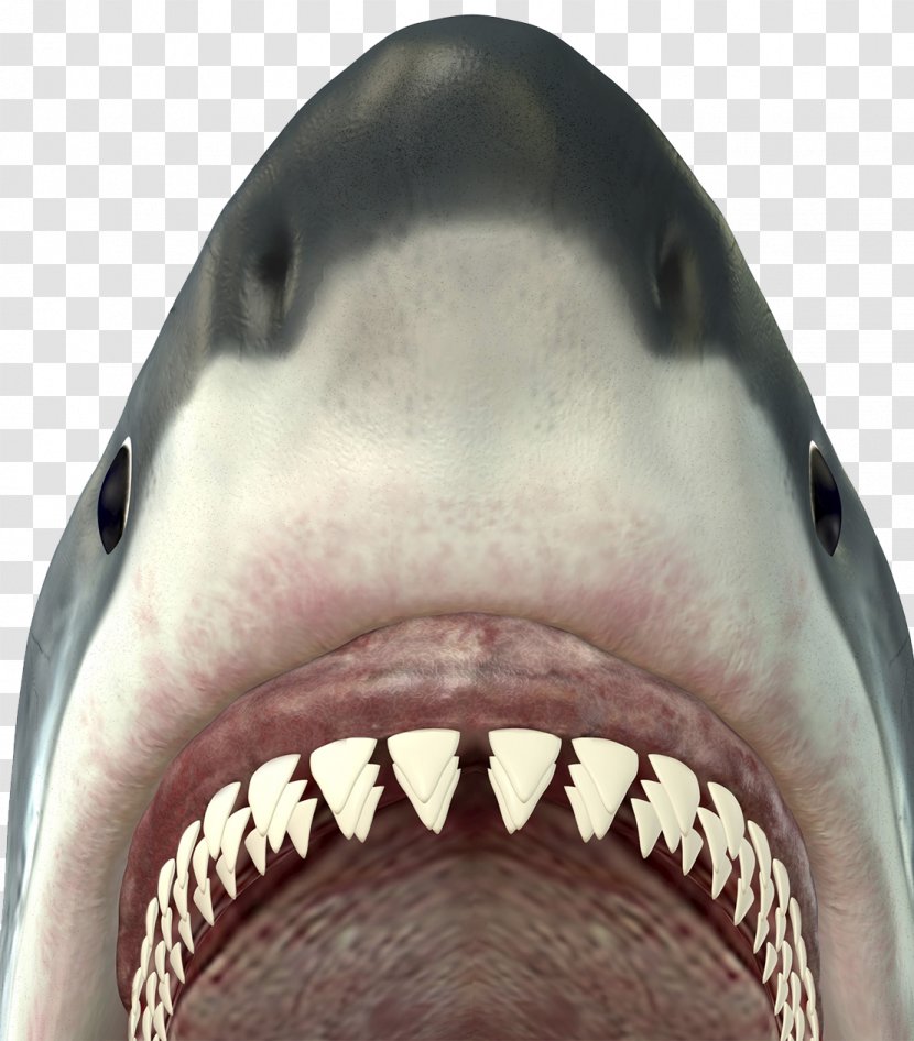 English Grammar Regular And Irregular Verbs Part Of Speech - Jaw - Big White Shark Mouth Transparent PNG