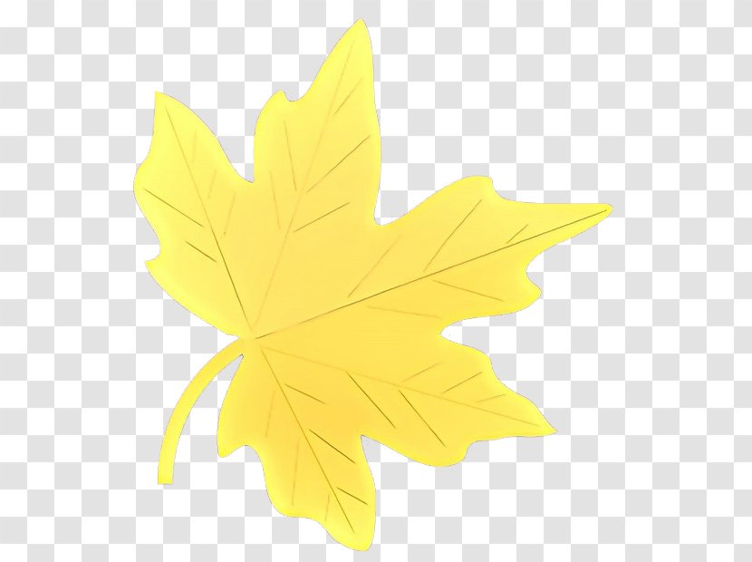 Family Tree Background - Leaf - Planetree Silver Maple Transparent PNG