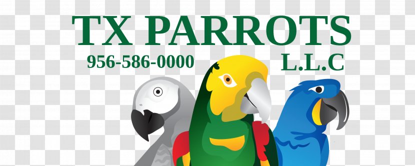 Macaw Parrot Beak Road - Organism Transparent PNG
