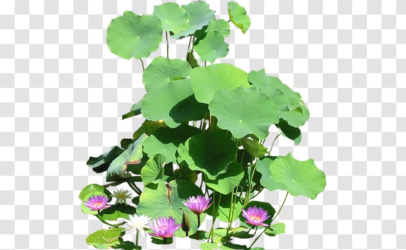 Plant Water Lilies Clip Art - Waterlily Transparent PNG