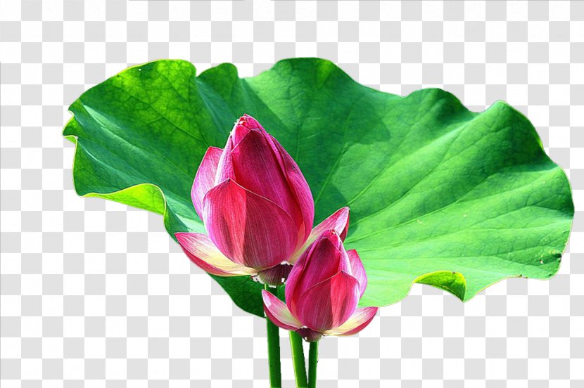 Nelumbo Nucifera Leaf Bud Flower - Two Lotus Picture Material Transparent PNG