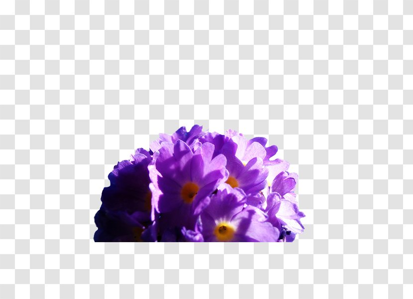 Flower Blue Wallpaper - Theme - Bright Purple Bouquet Transparent PNG