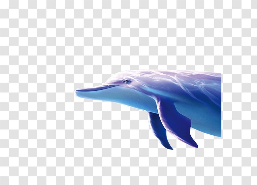 Striped Dolphin Computer File - Sea Transparent PNG