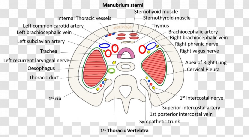 Homo Sapiens Brain Human Behavior Technology Point - Frame - Artificial Respiration Transparent PNG