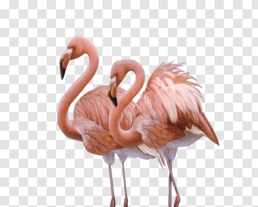 Camargue Bird Greater Flamingo American Animal - Flamingos Transparent PNG