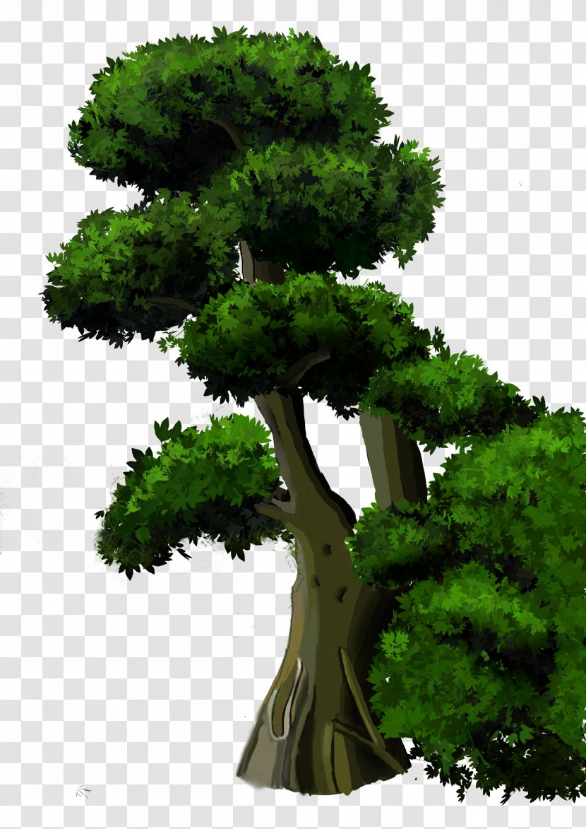 Tree Download - Bonsai - Lush Green Trees Transparent PNG