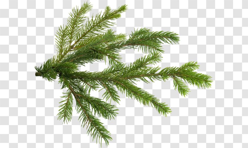 Pine Christmas Tree Branch Transparent PNG
