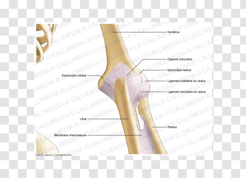 Thumb Elbow Joint Capsule Bone - Frame - Abdomen Transparent PNG